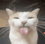 Gato Lengua Meme GIF