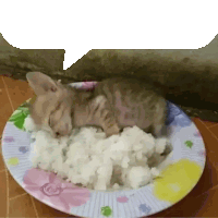 Gato Tonto Sticker GIF