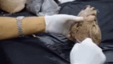 Gaunt Dissecting Organ GIF