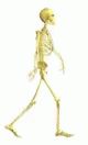 Gaunt Walking Skeleton GIF