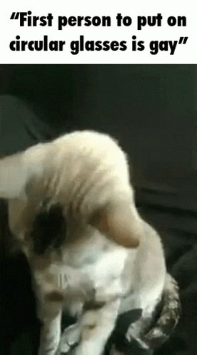 Cat Wearing Circular Shades Gay Meme GIF