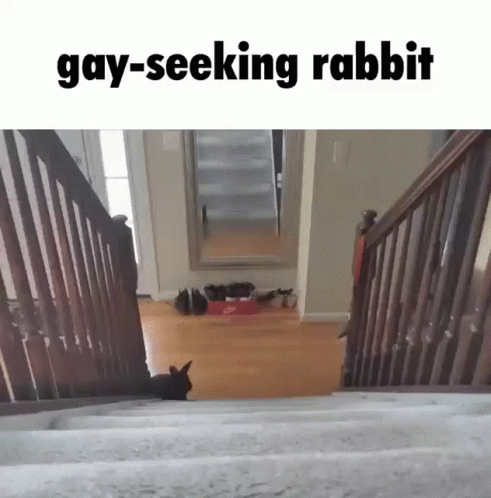Rabbit Seeking Gay Meme GIF