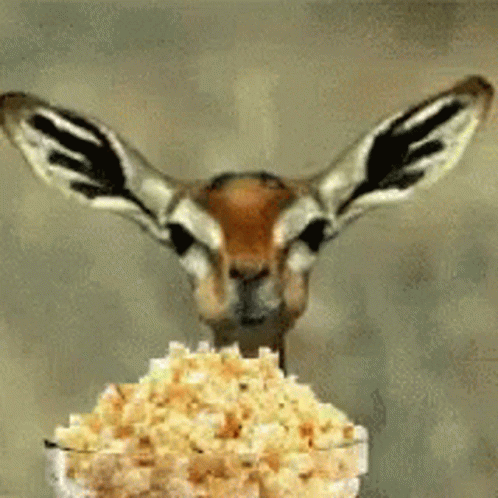 Gazelle Looking at Bowl of Popcorn