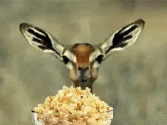 Gazelle Standing in Front of Cereal Bowl
