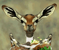 Gazelle Taking Lunch With Meat GIF