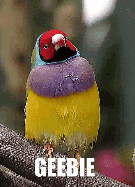 Geebie Gouldian Finch Bird Gif GIF