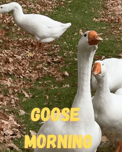 Geese Saying Goose Morning