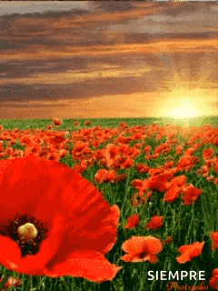 Gelincik Cicek Gif GIF