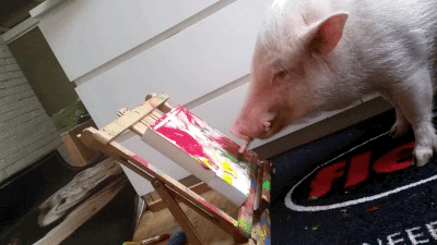 Genius Pig Painting Art GIF