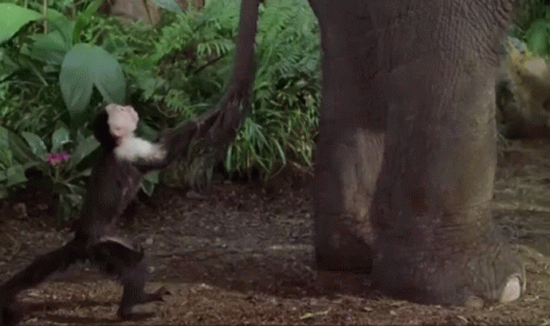 George Of The Jungle Coconut GIF