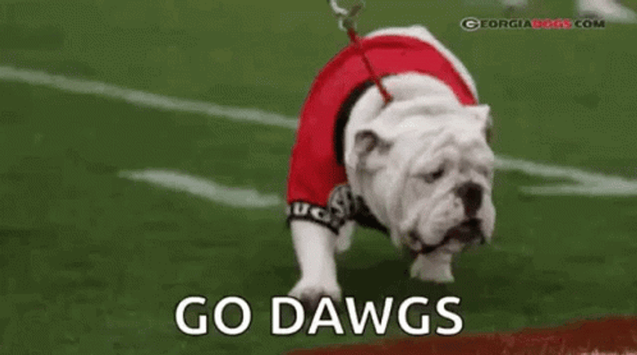 Georgia Bulldogs Beloved Mascot Uga GIF