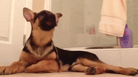 German Shepherd Barking GIF