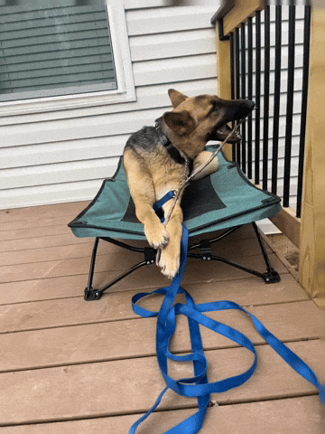 German Shepherd Biting A Stick GIF