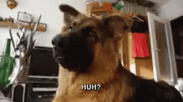 German Shepherd Confused Dog Head Tilt GIF