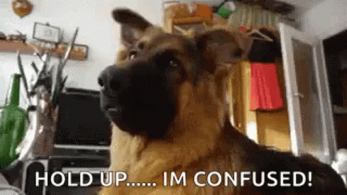 German Shepherd Confused Dog Hold Up GIF