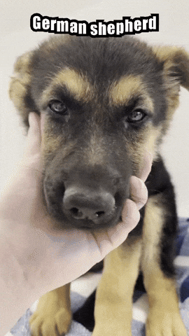German Shepherd Cute Little Puppy GIF