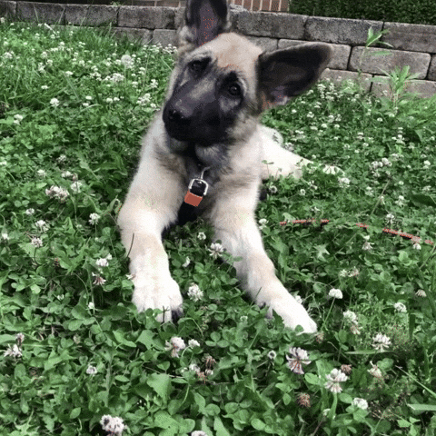 German Shepherd Dog Bread GIF
