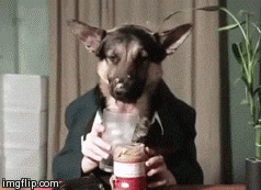 German Shepherd Drink Milk GIF