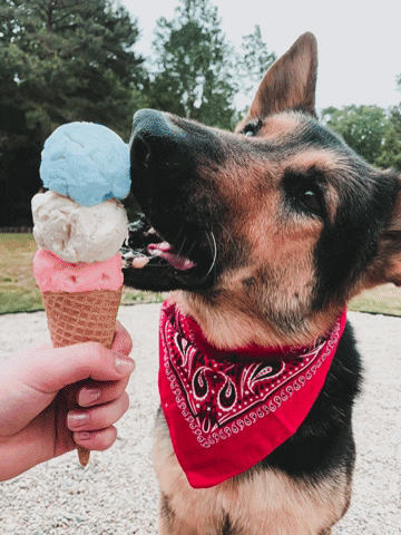German Shepherd Eats Ice Cream GIF