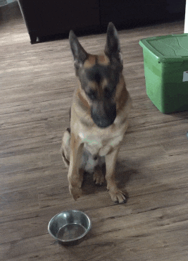 German Shepherd Give Me Some Food GIF