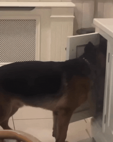 German Shepherd Grab A Food GIF
