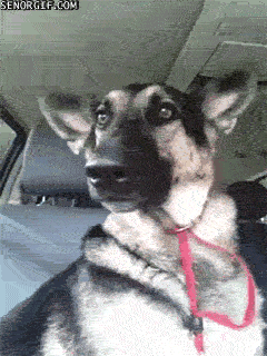 German Shepherd In The Car GIF