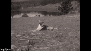 German Shepherd Laying On The Ground GIF