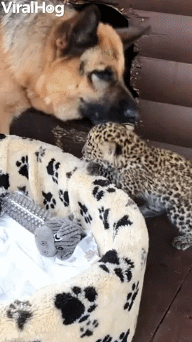 German Shepherd Licking Baby Leopard GIF
