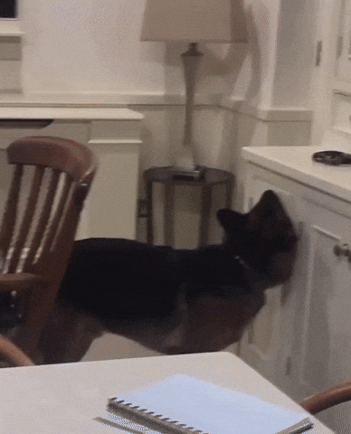 German Shepherd Looking For Something GIF