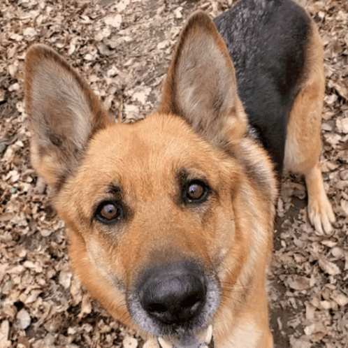 German Shepherd Looking Up at Camera