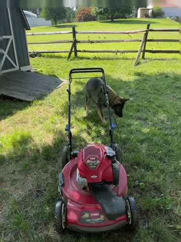 German Shepherd On The Lawn Mower GIF