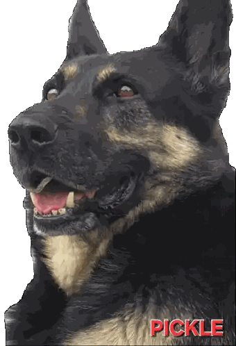 German Shepherd Pickle