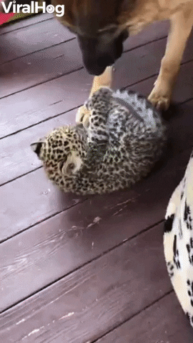 German Shepherd Playing With Baby Leopard GIF