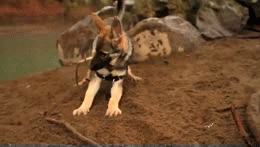 German Shepherd Please Free Me GIF