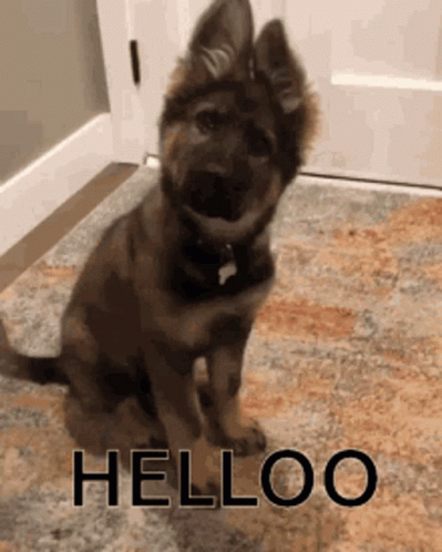 German Shepherd Puppy Sitting on Rug Helloo