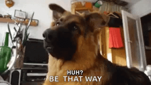 German Shepherd Says Huh Be That Way