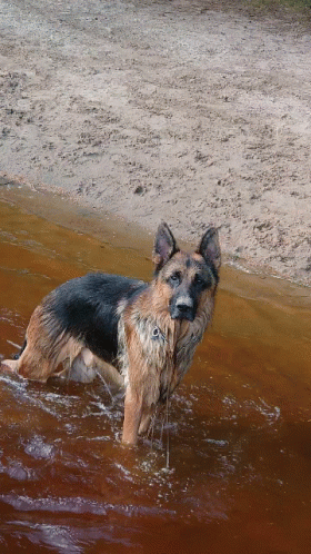 German Shepherd Standing in Water Near Beach