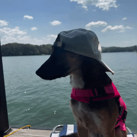 German Shepherd Wear Cap GIF
