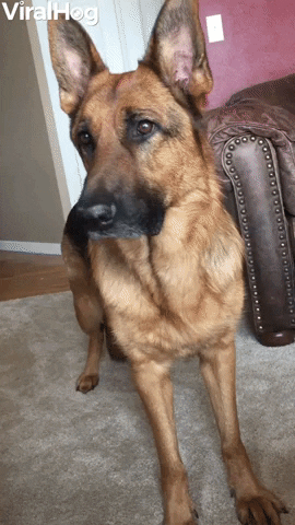 German Shepherd What Is That Reaction GIF