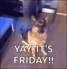 German Shepherd Yay It's Friday