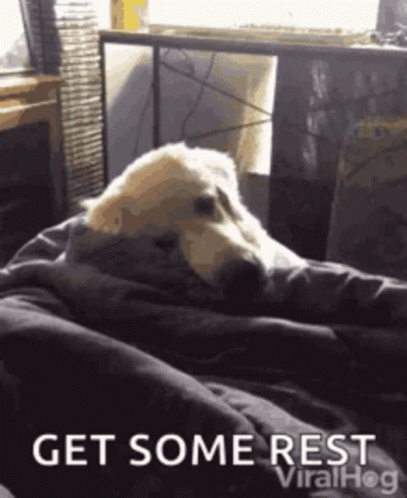 Get Some Rest And Get Better Soon Dog GIF