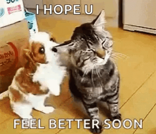 Get Better Soon Sweet Puppy Hugging Kitten GIF