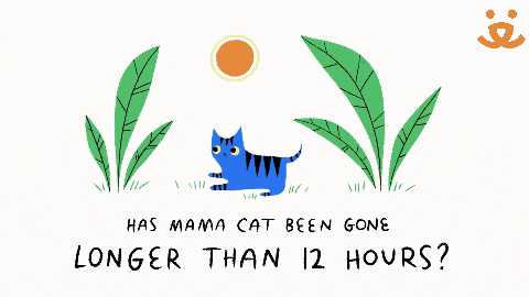 Get Help From Local Shelter For Missing Cat GIF