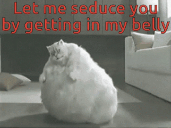 Get In My Belly Fat Cat Seduce GIF