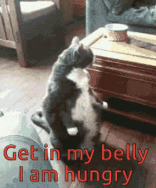 Get In My Belly I'm Hungry Cat GIF