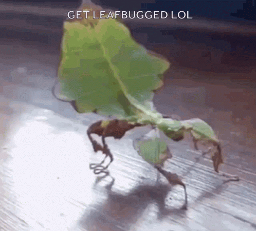 Get Leaf Stick Bug GIF