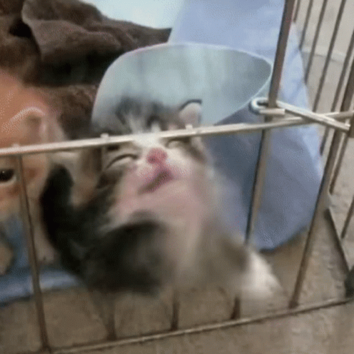 Get Me Out Of Here Cute Cat Kitten GIF