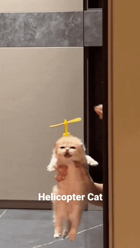 Get To The Choppa Helicopter Cat GIF