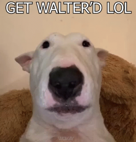 Get Walter'd By Walter GIF