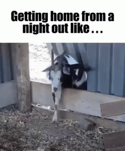 Getting Home Goat Drunk Meme GIF